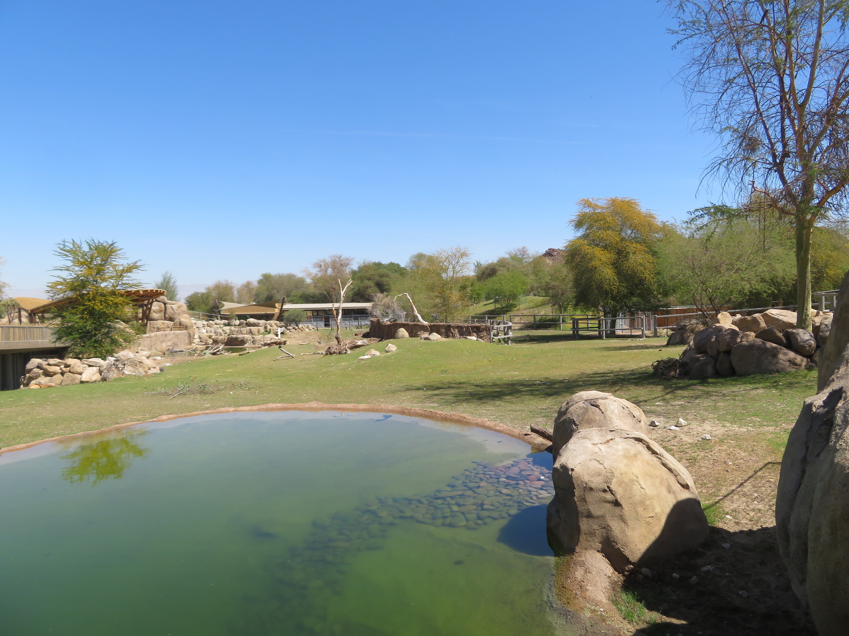 Black Rhino Savanna 1