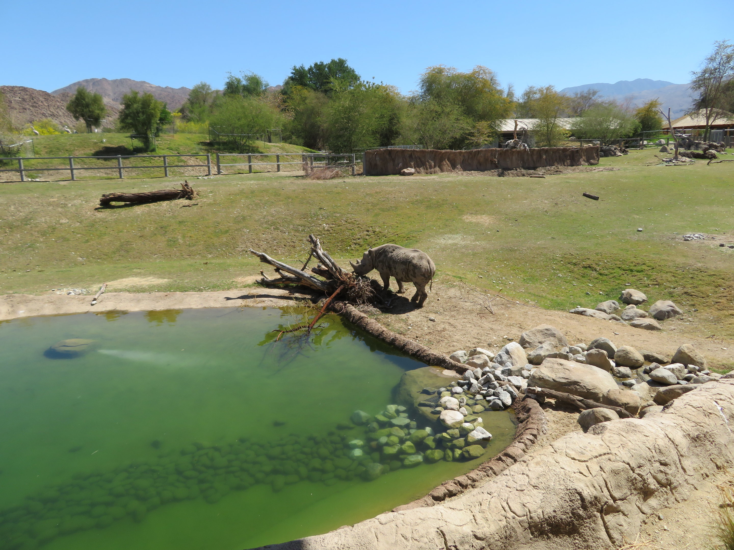 Black Rhino Savanna 1