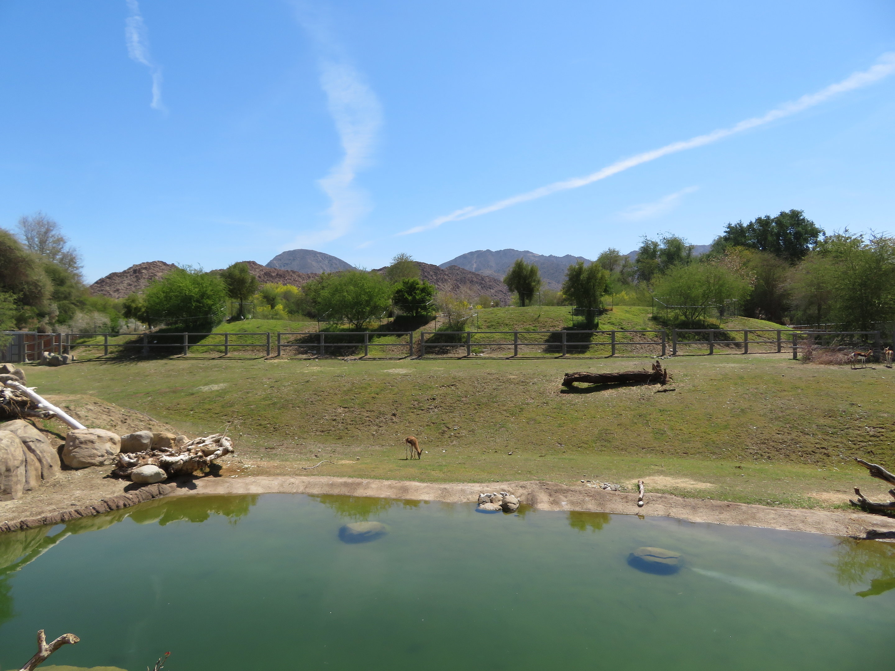 Black Rhino Savanna 1