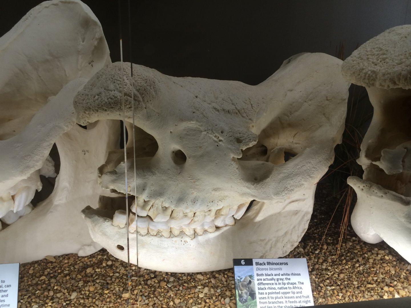 Black Rhino Skull