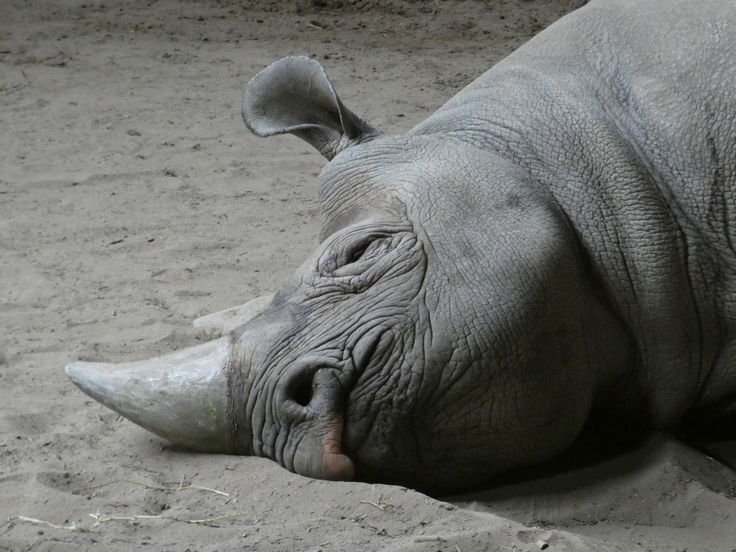 Black rhino sleeping