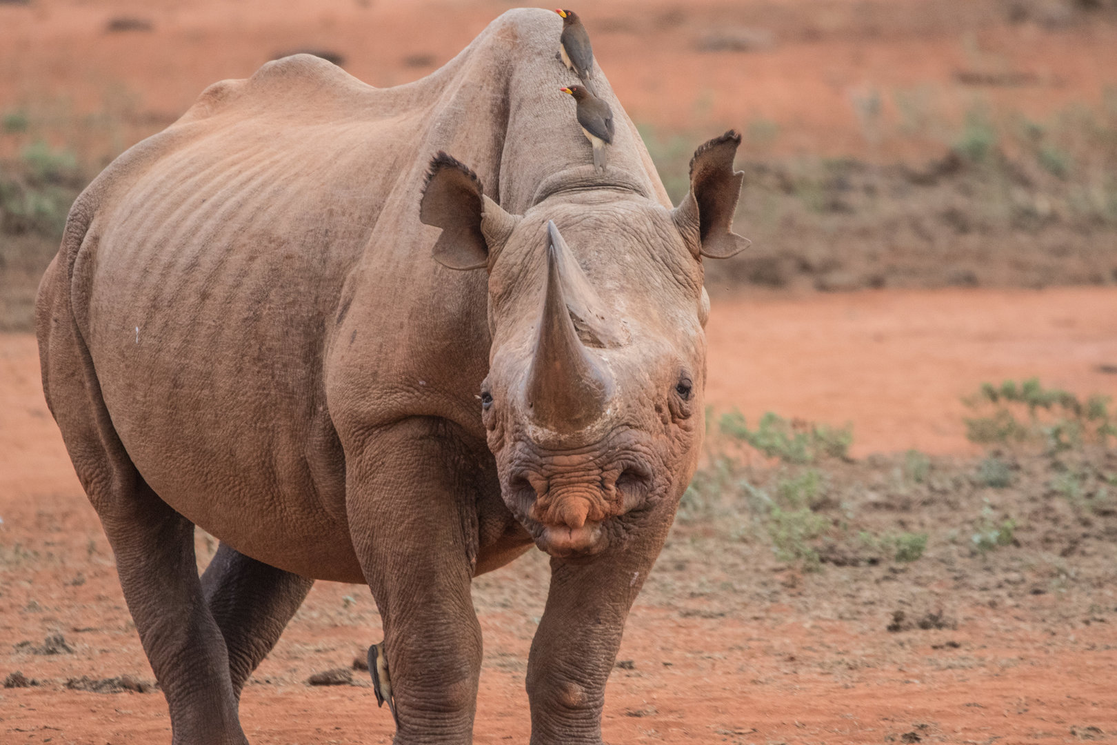 Black Rhino & some Yellow-billed Oxpecker