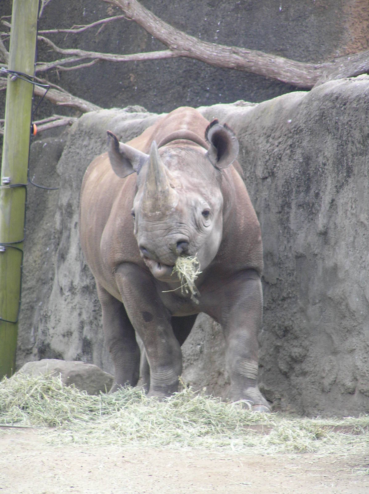 Black rhino - Taronga 05