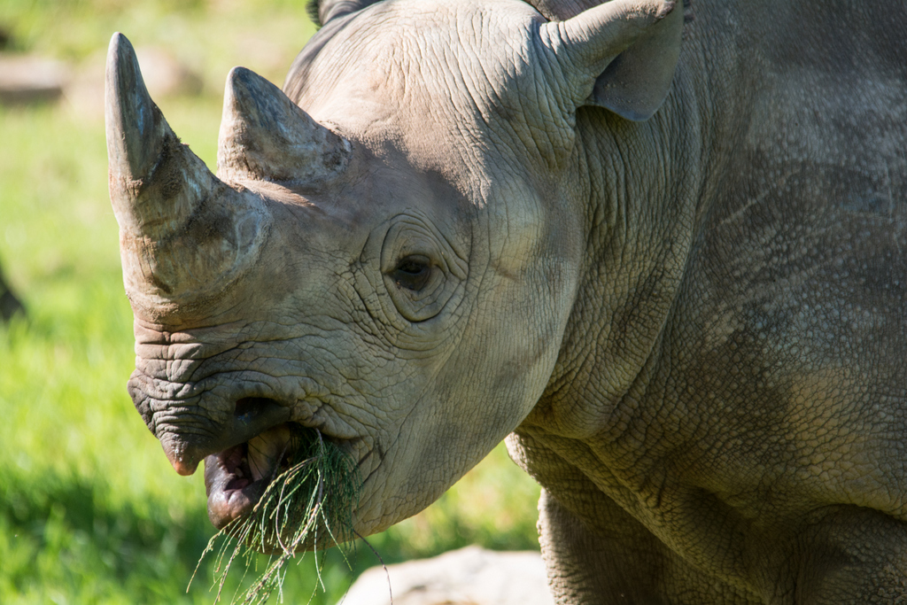 Black Rhino - Taronga Western Plains Zoo Visit April 2014