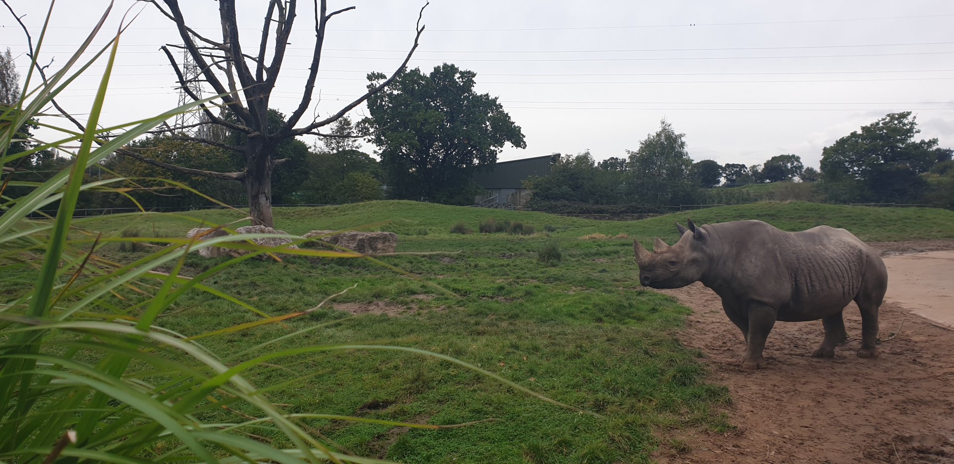 Black Rhino, Tsavo National Park
