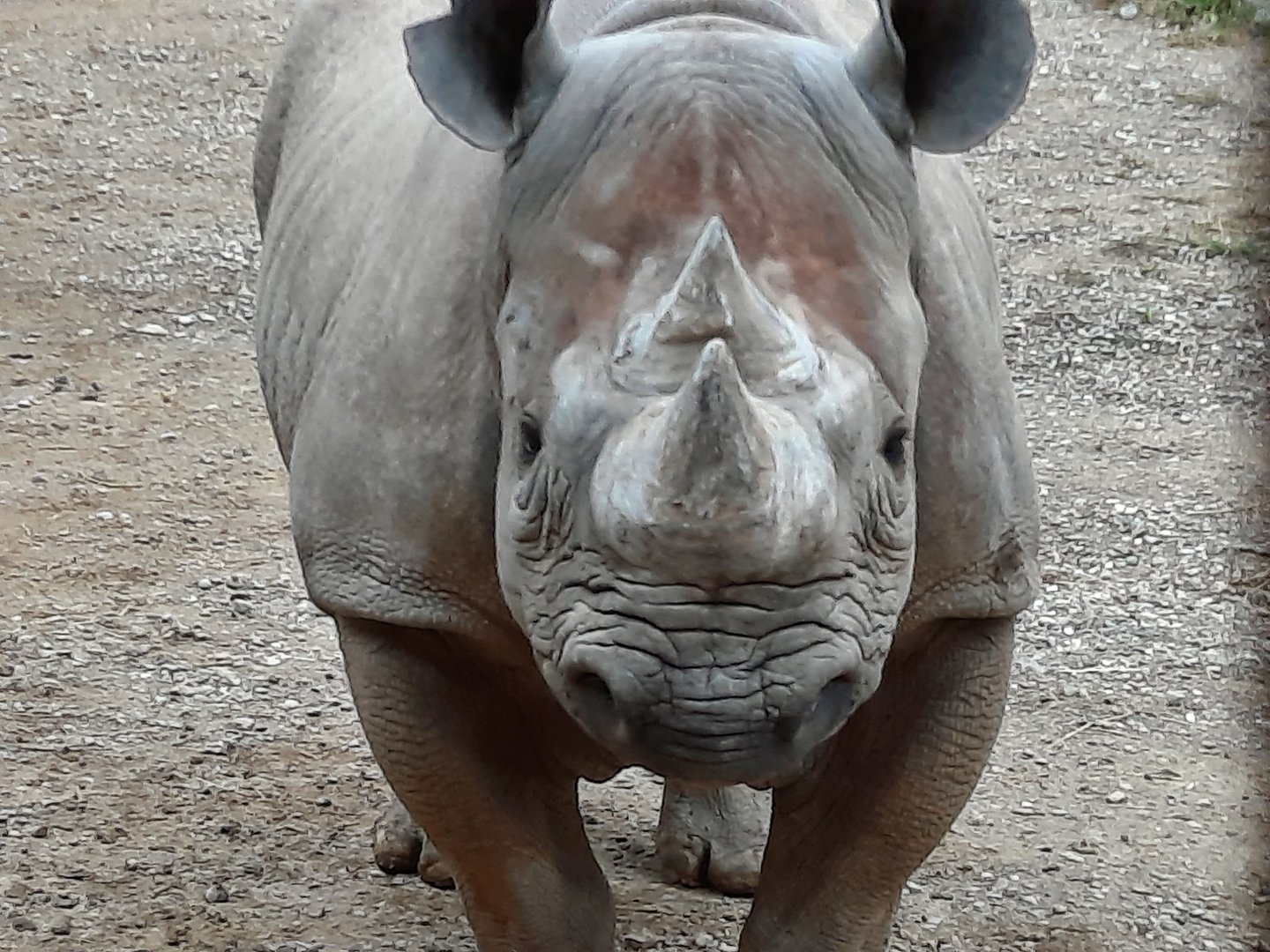 Black Rhino Up Close