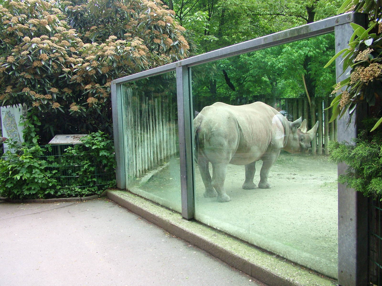 Black Rhino viewing windows at Koeln 12/05/09