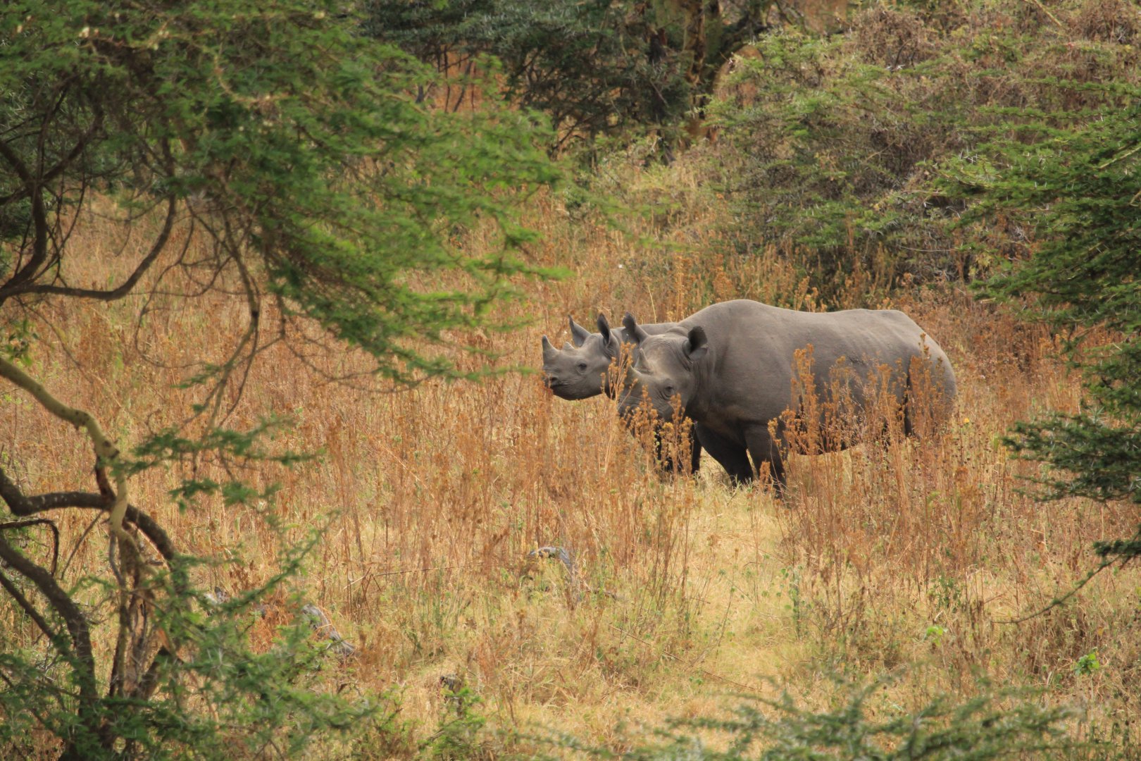 Black Rhino with child - Ngorongoro (September 2018)
