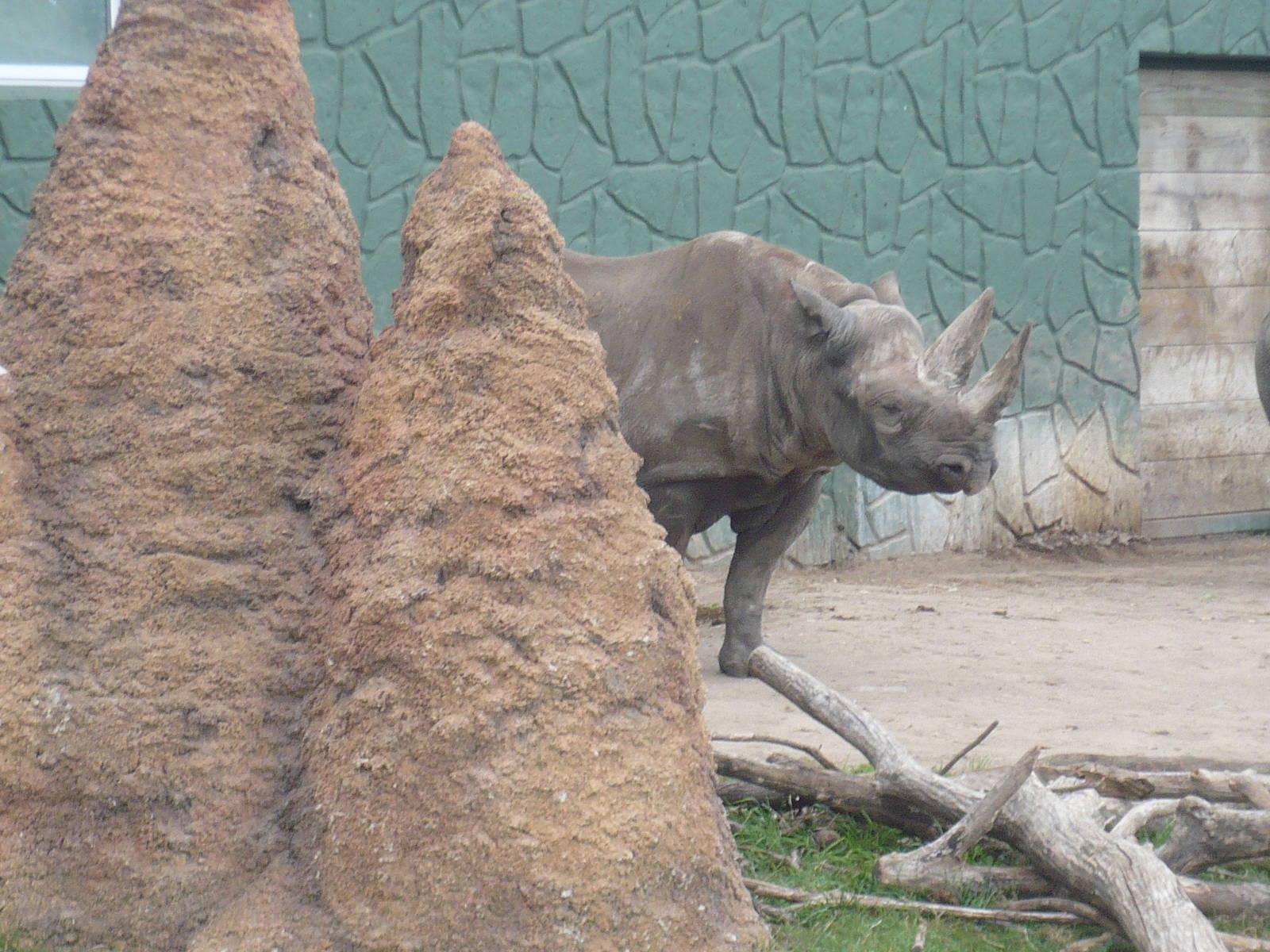 Black Rhino with Termite Mound