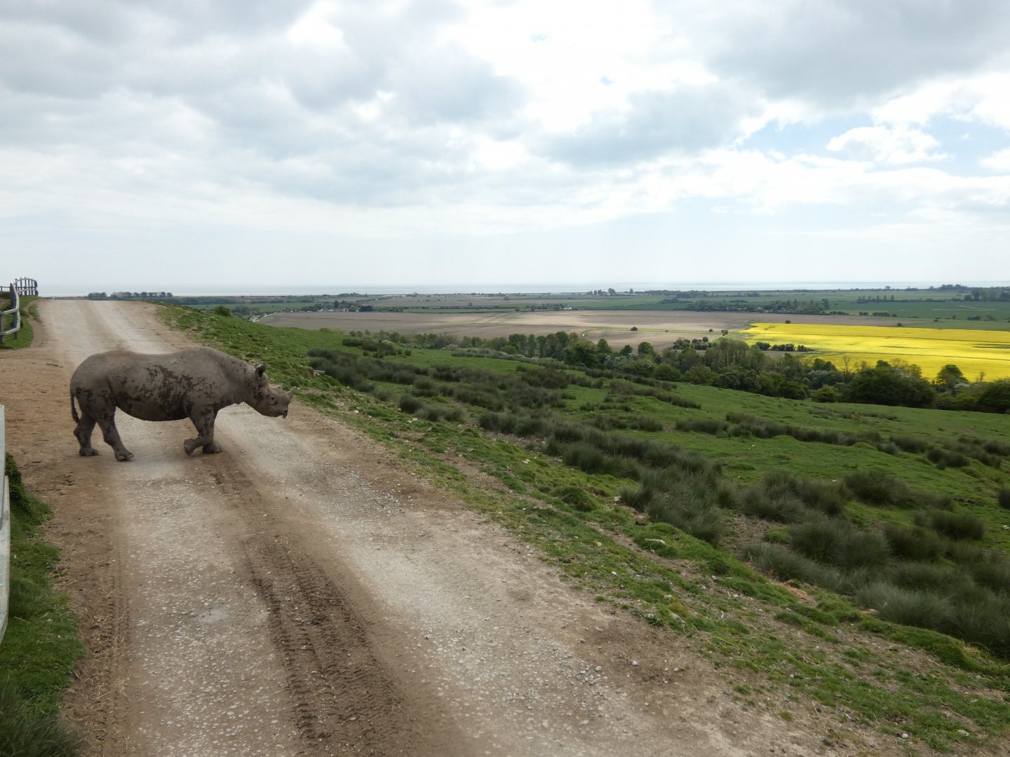 Black rhino with view of English Channel