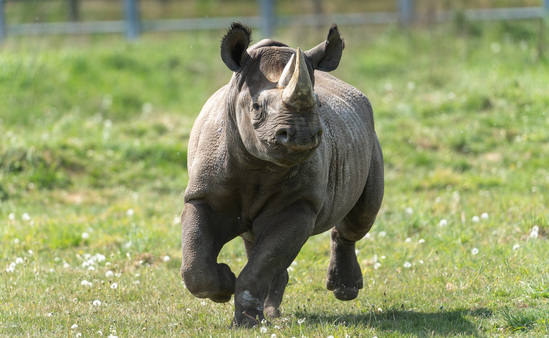 Black Rhino, YWP, UK