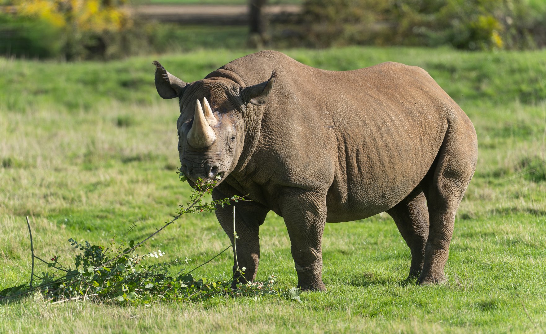 Black Rhino, YWP, UK