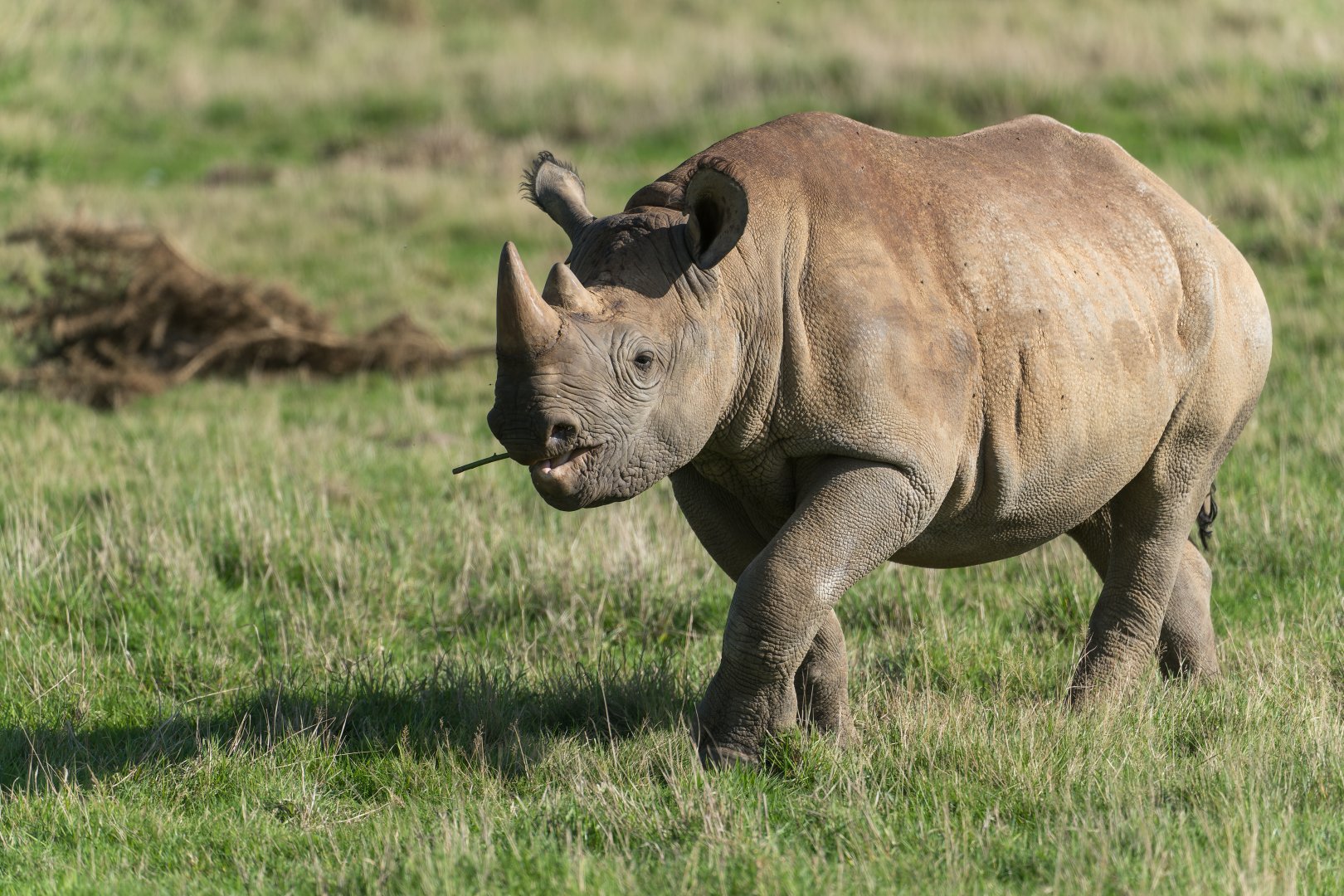 Black Rhino, YWP, UK