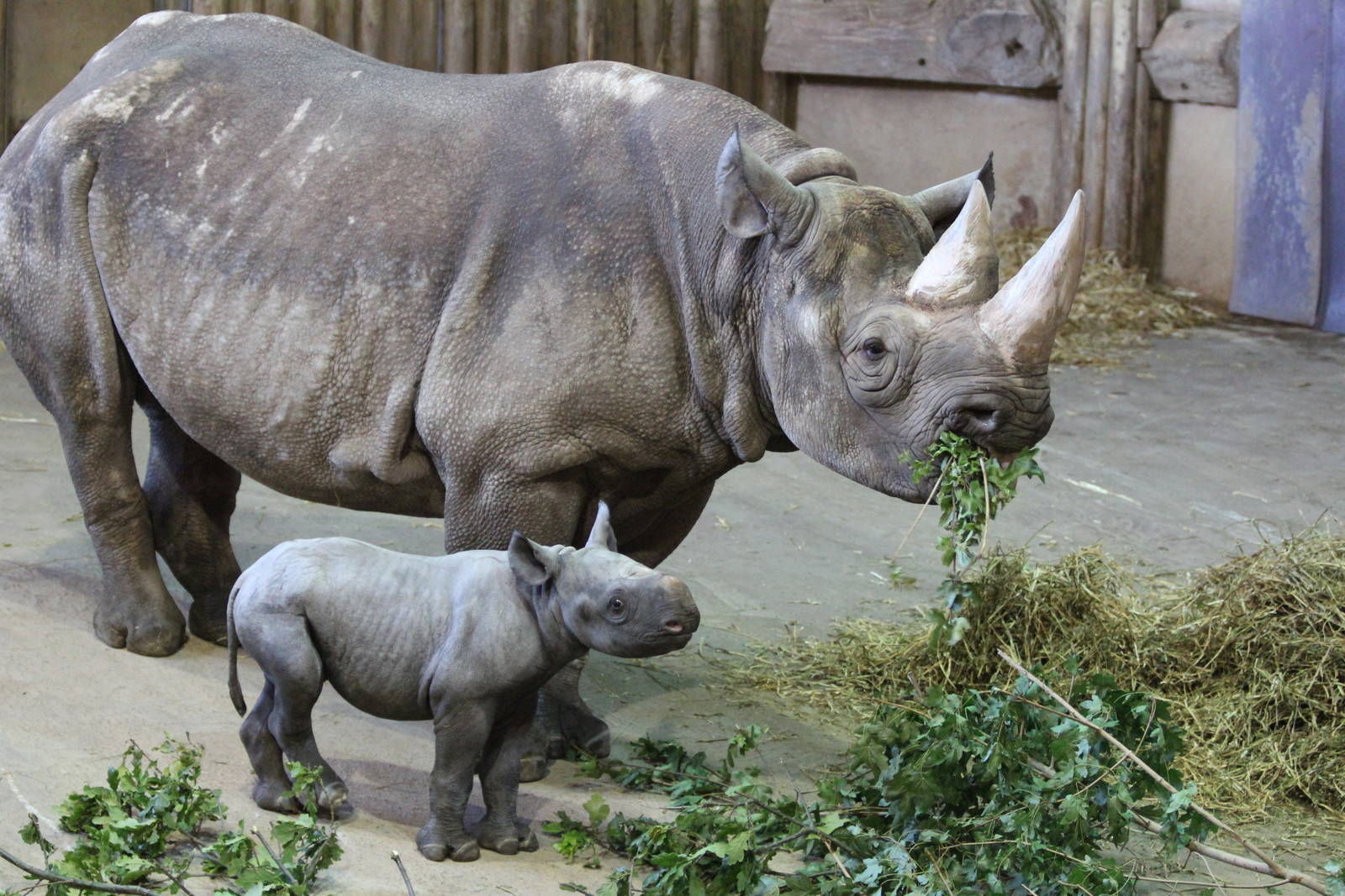 Black Rhino, Zuri with calf