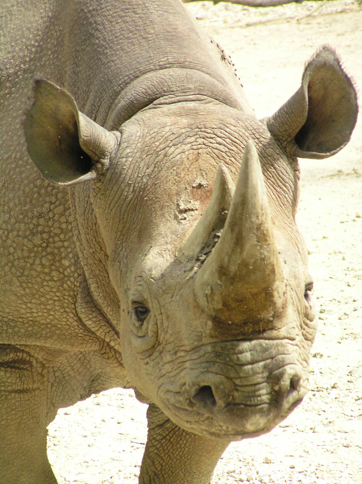 Black rhino - Zurich