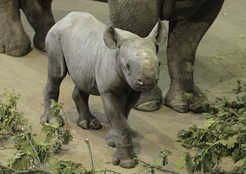 Black rhino - Zuri's calf