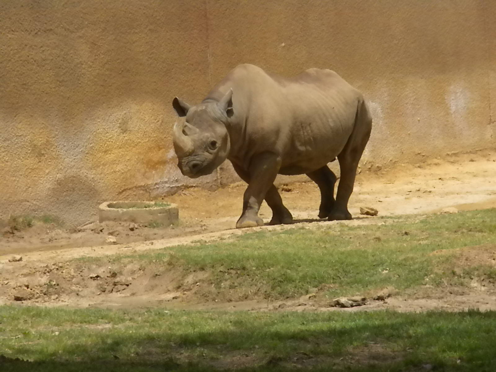 Black Rhino