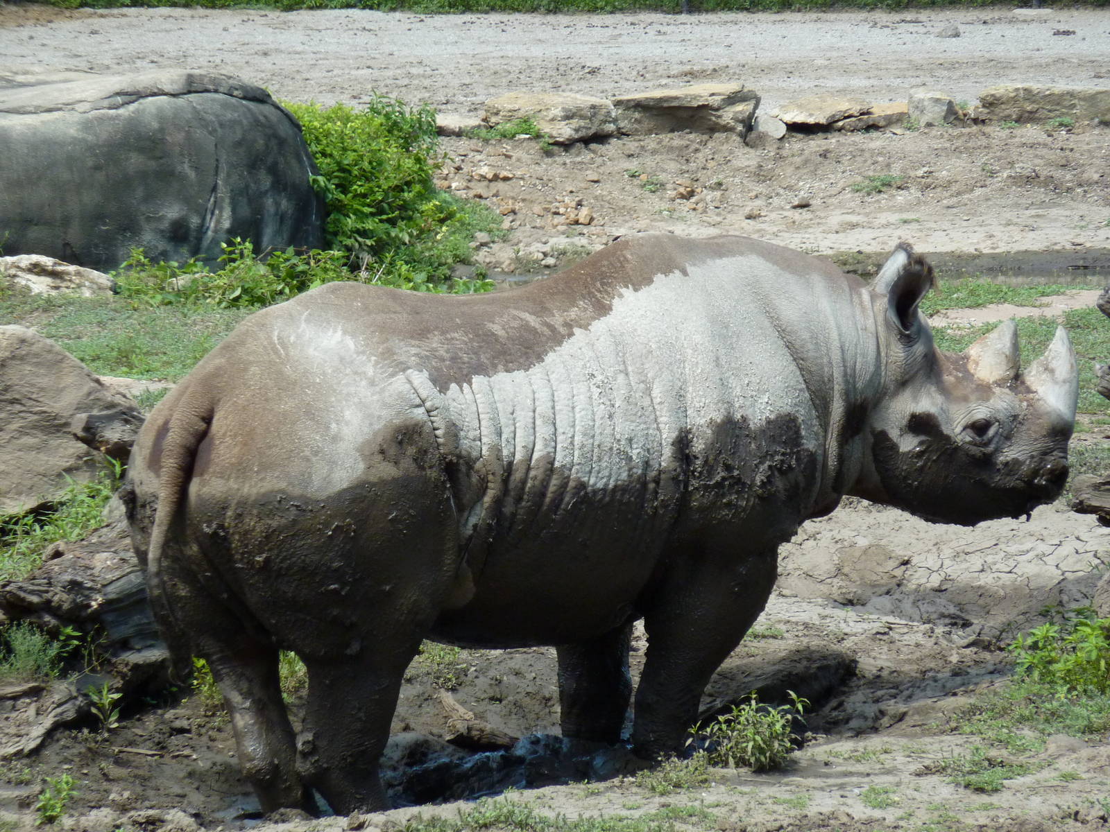 Black Rhino