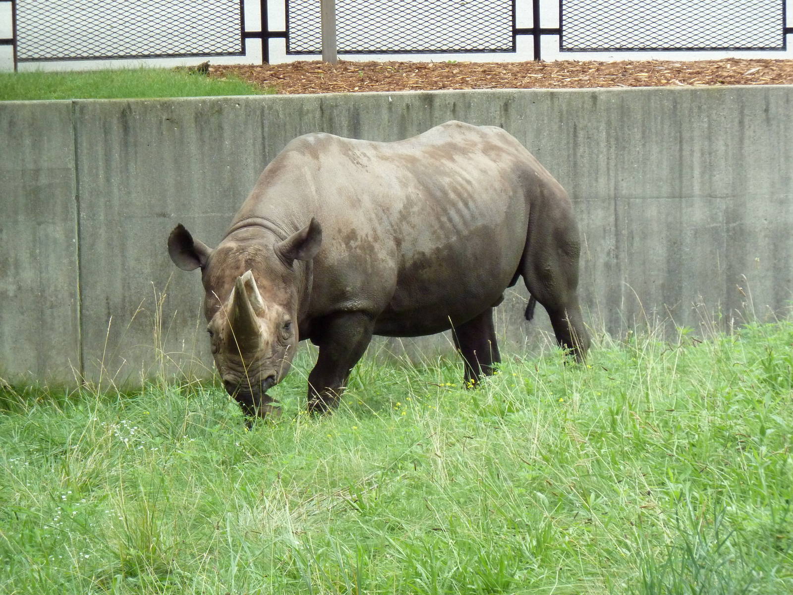 Black Rhino