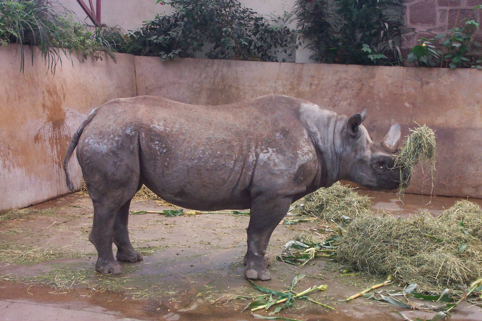 Black rhino