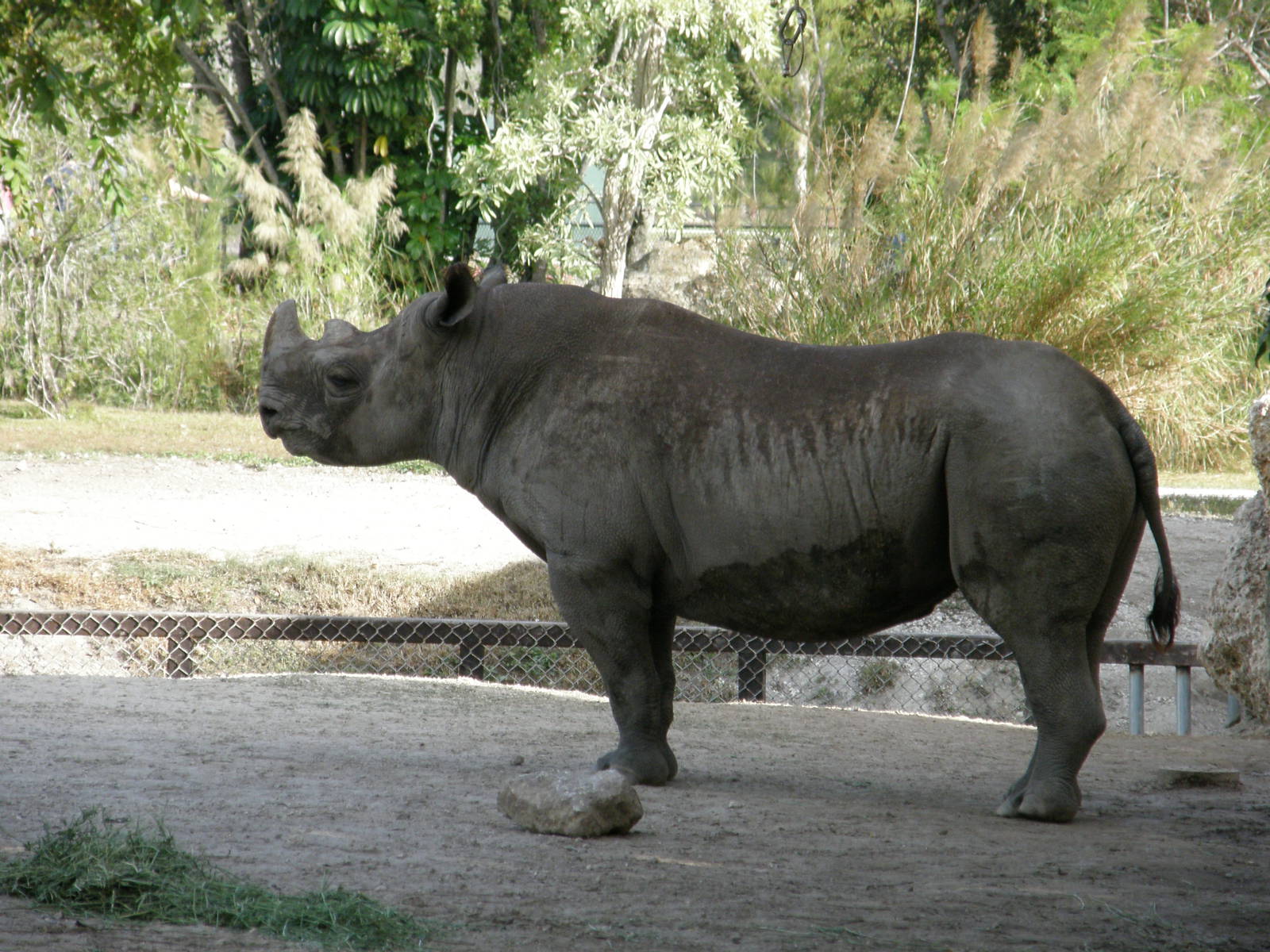 black rhino