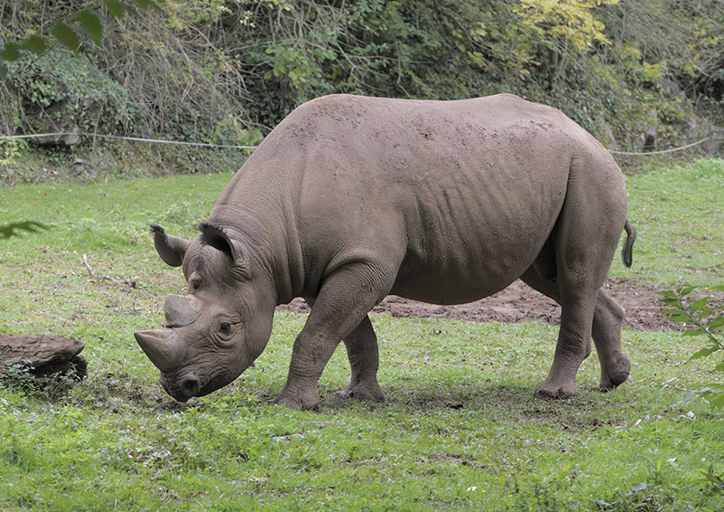 Black rhino