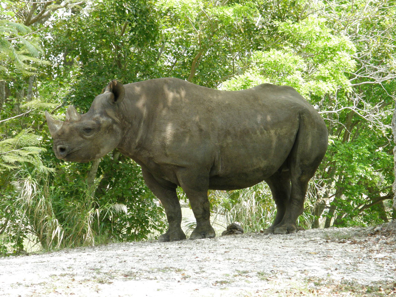 black rhino