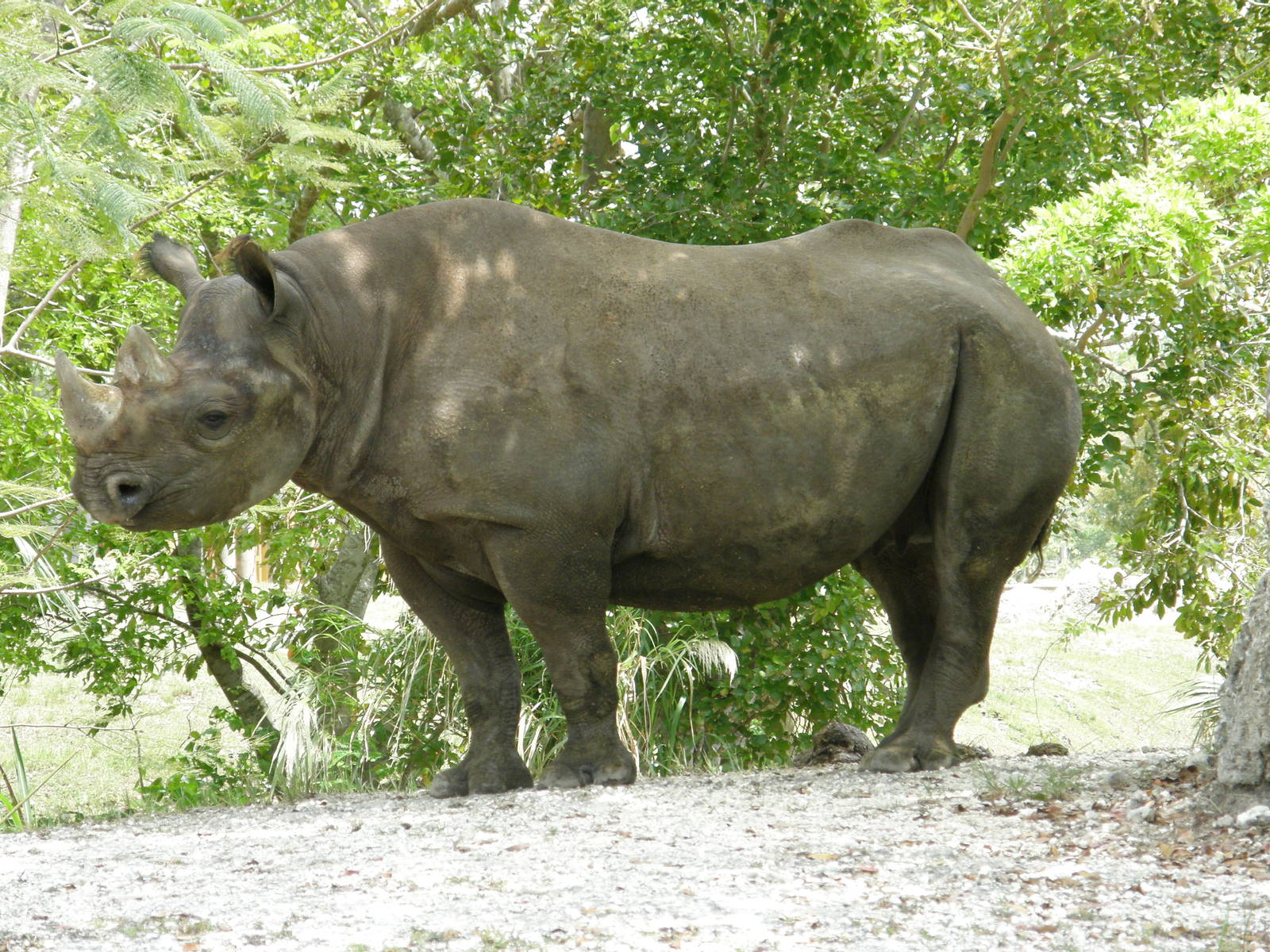 black rhino