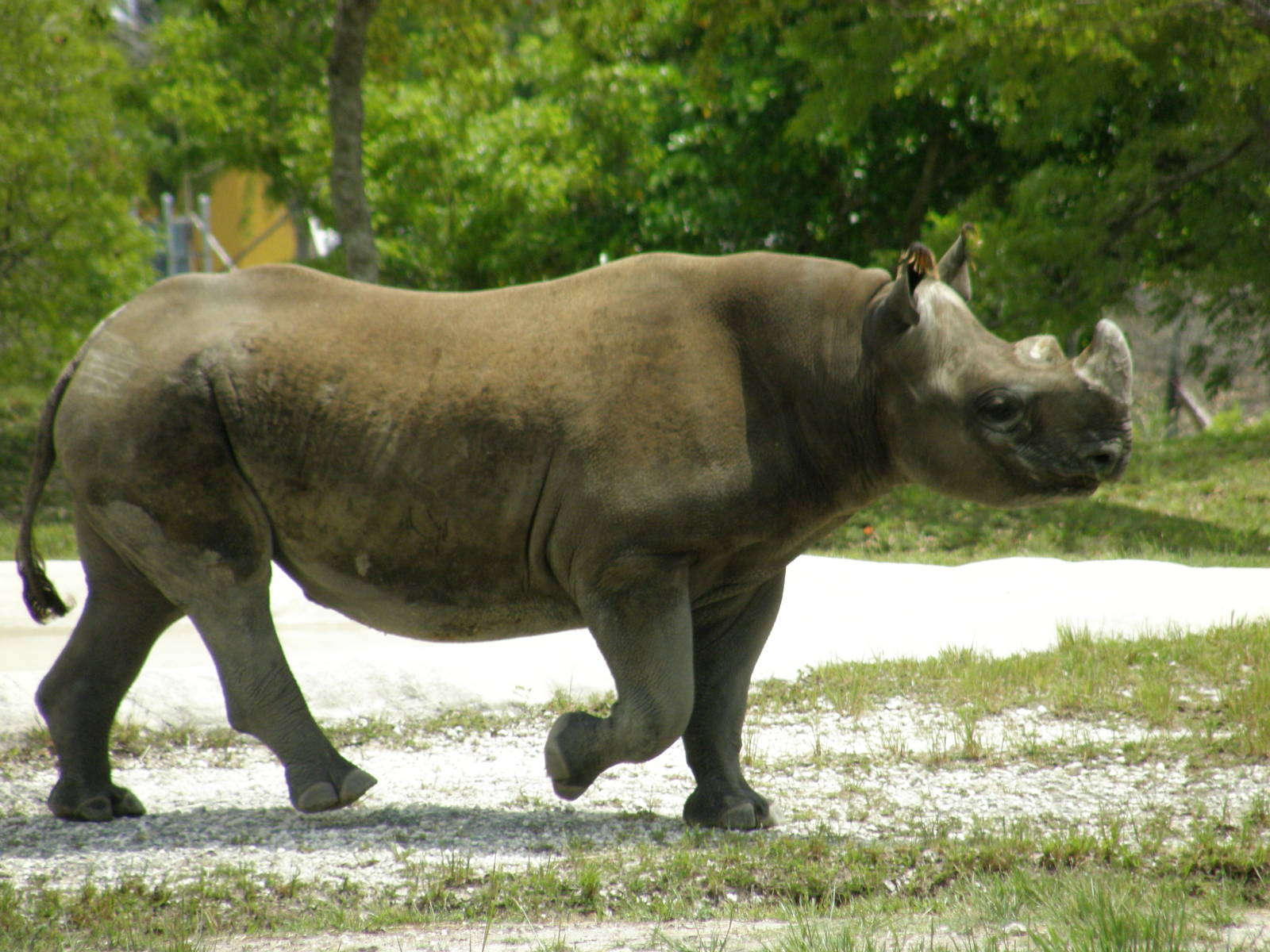 black rhino