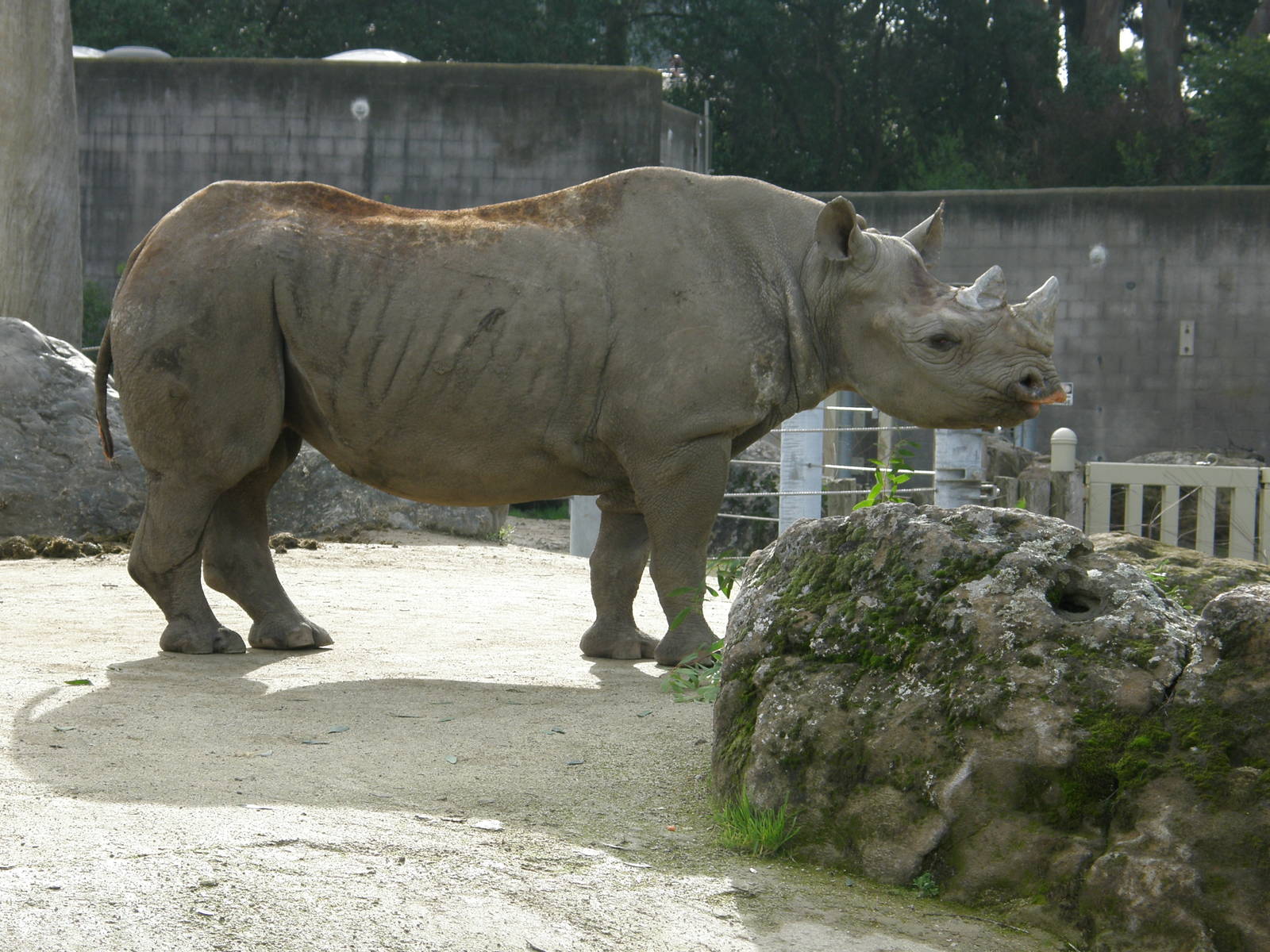 black rhino
