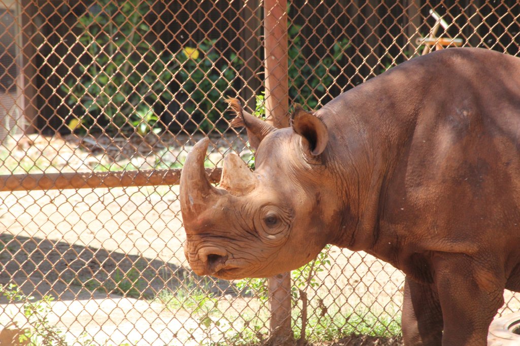 Black Rhino