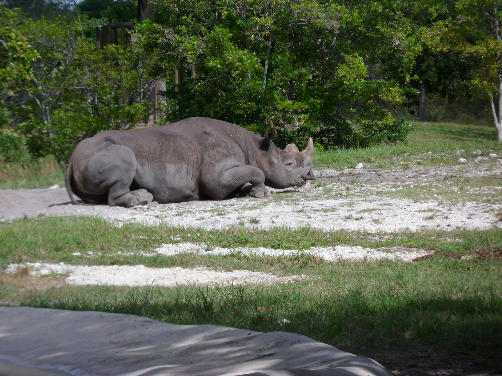 Black Rhino