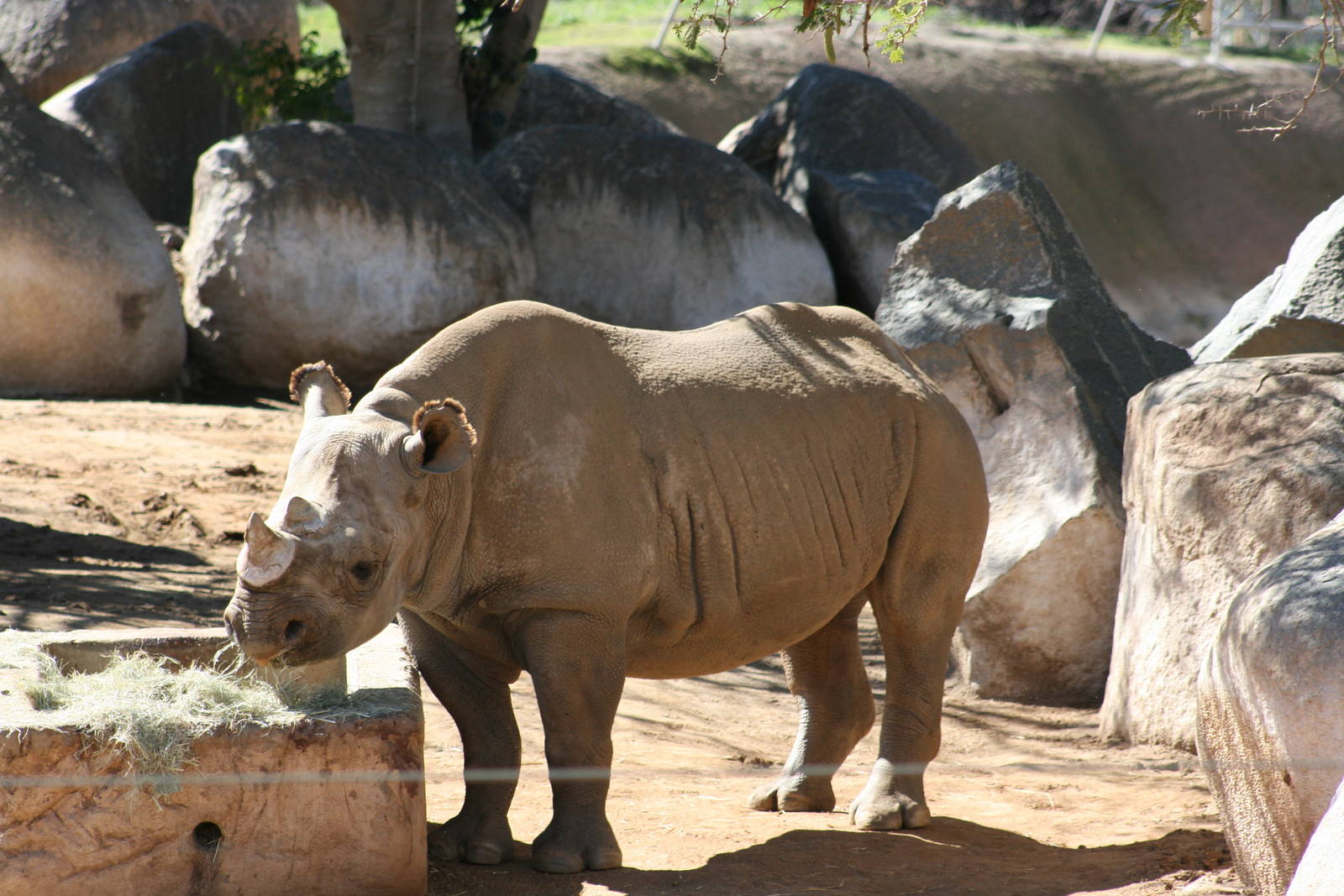 Black Rhino