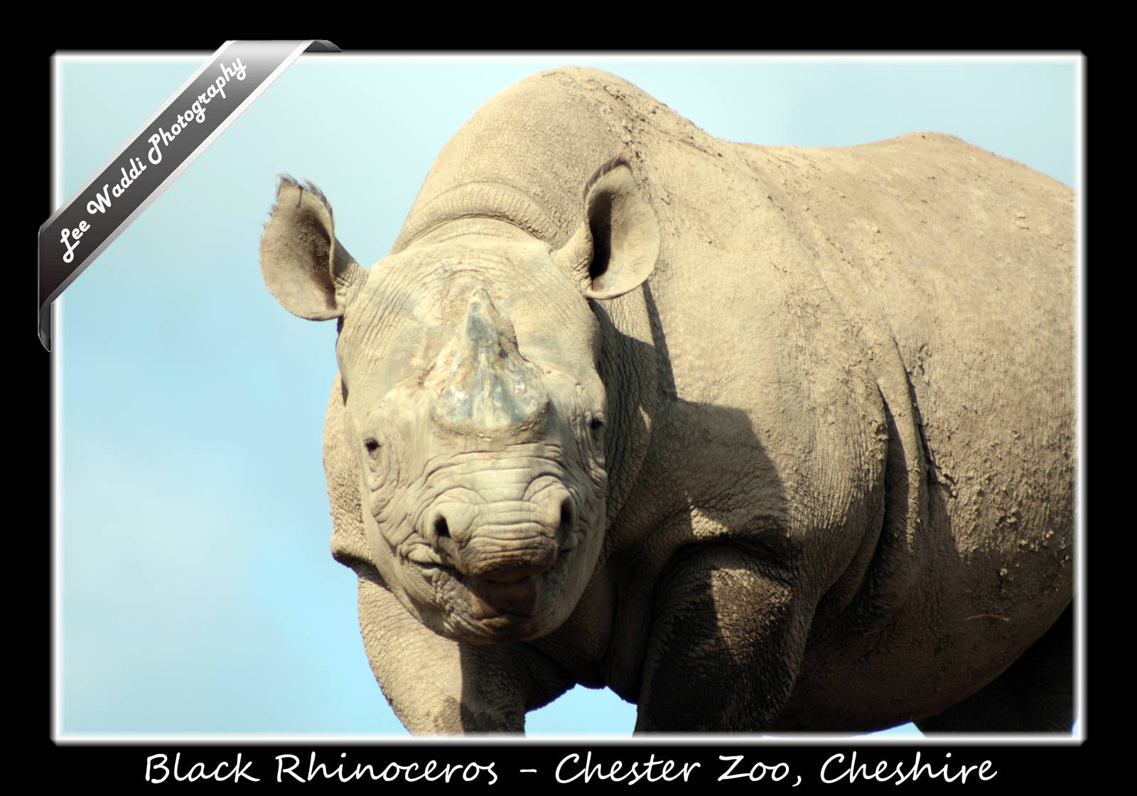 Black Rhino