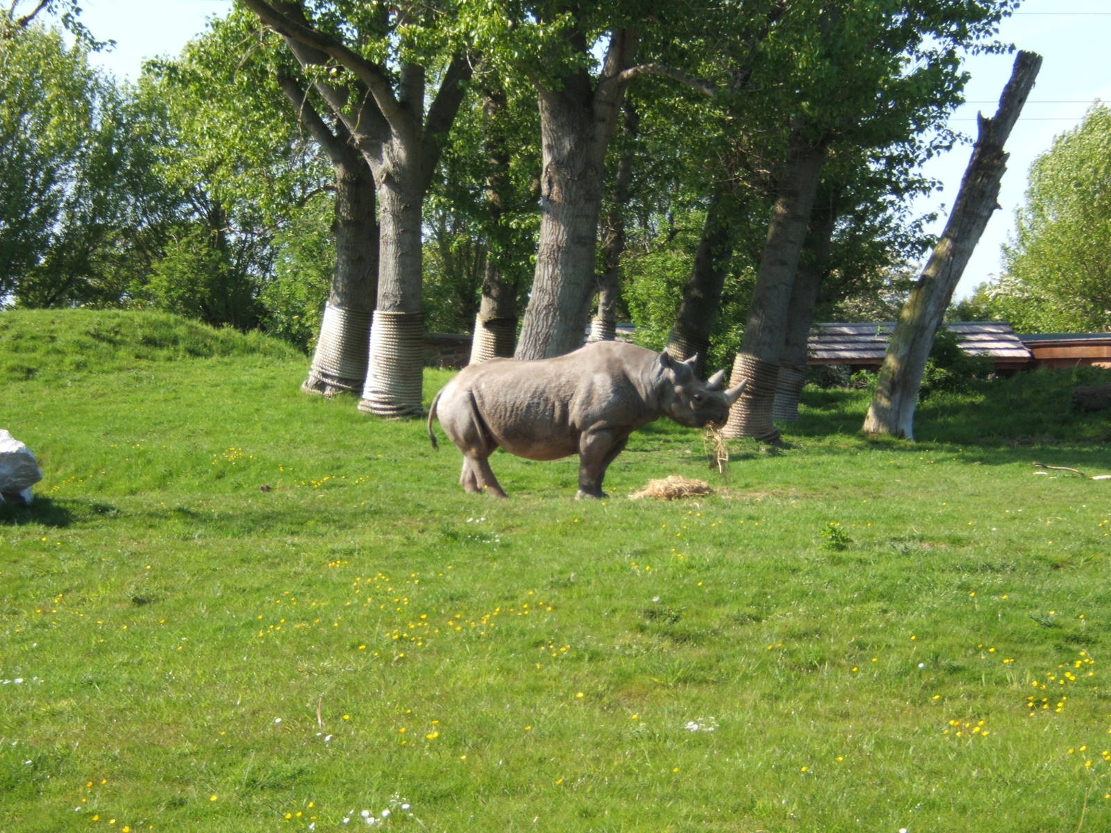 Black Rhino