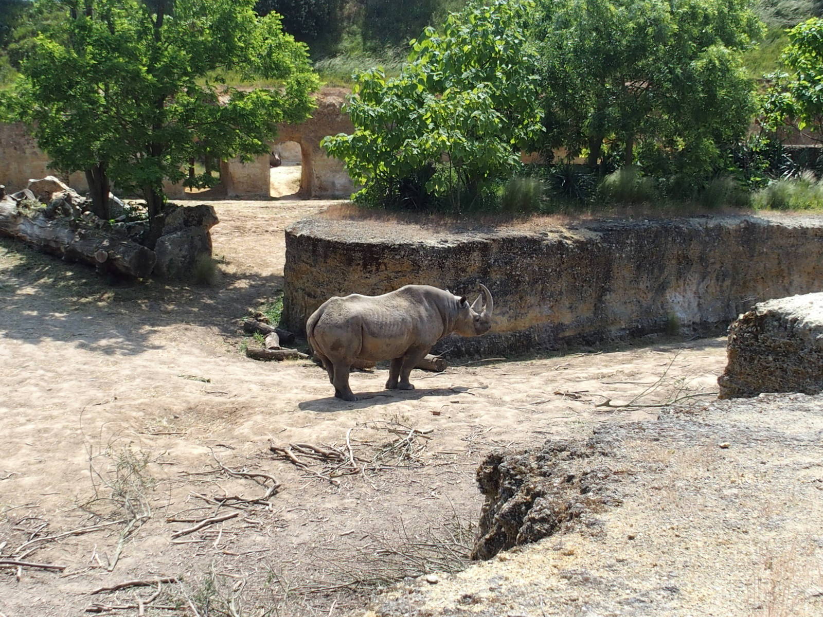 Black Rhino