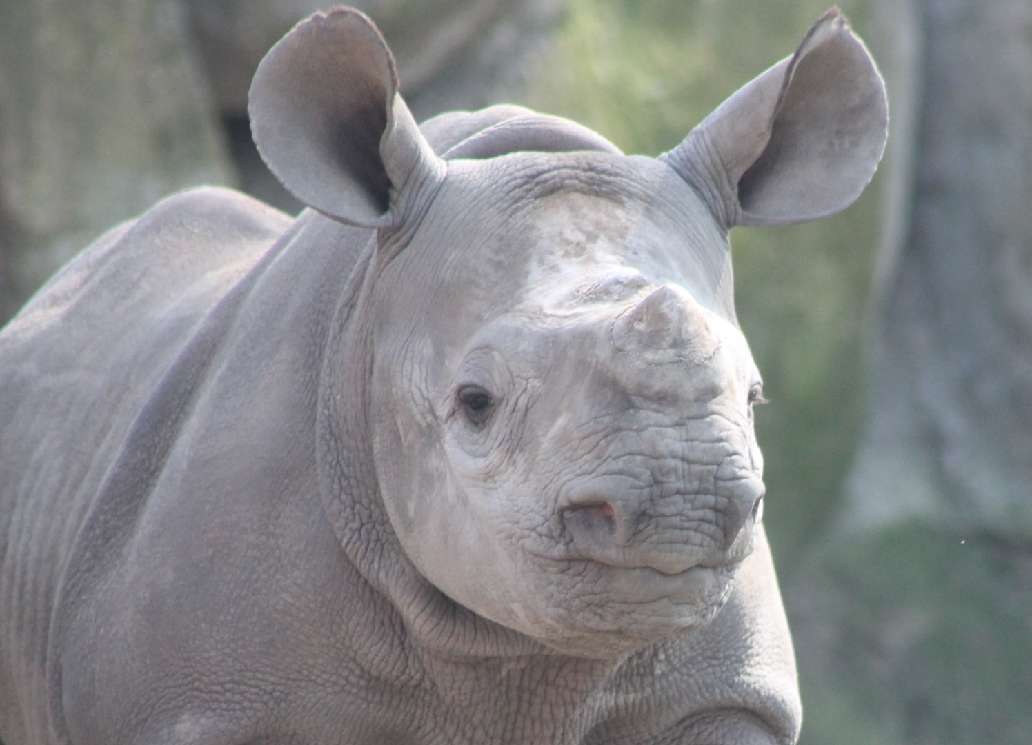 Black rhino