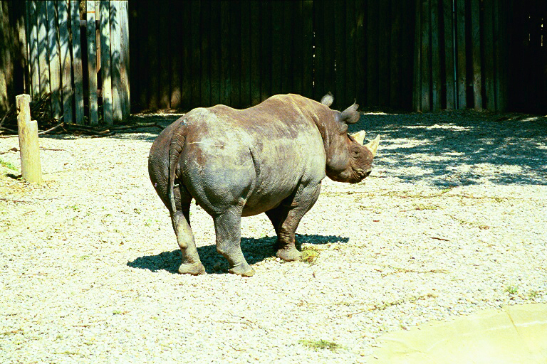Black Rhino
