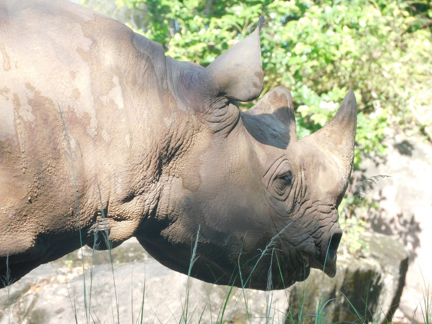 Black rhino