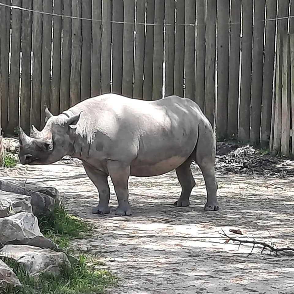 Black Rhino
