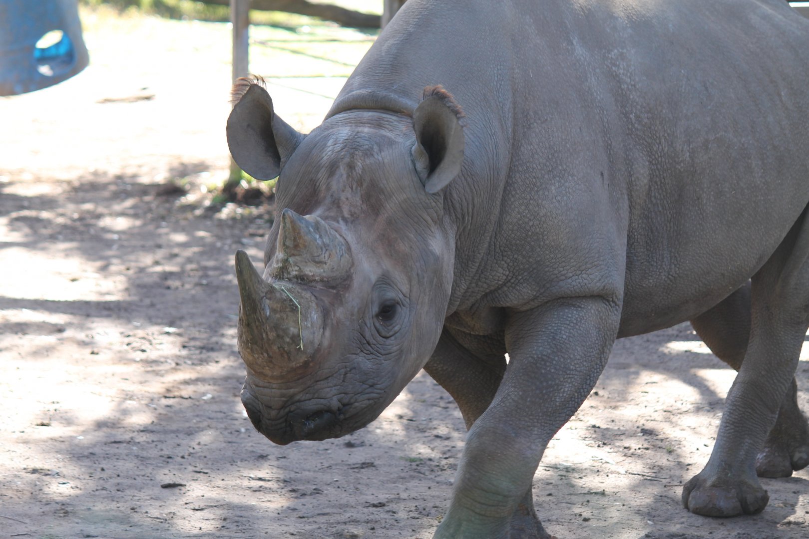 Black Rhino
