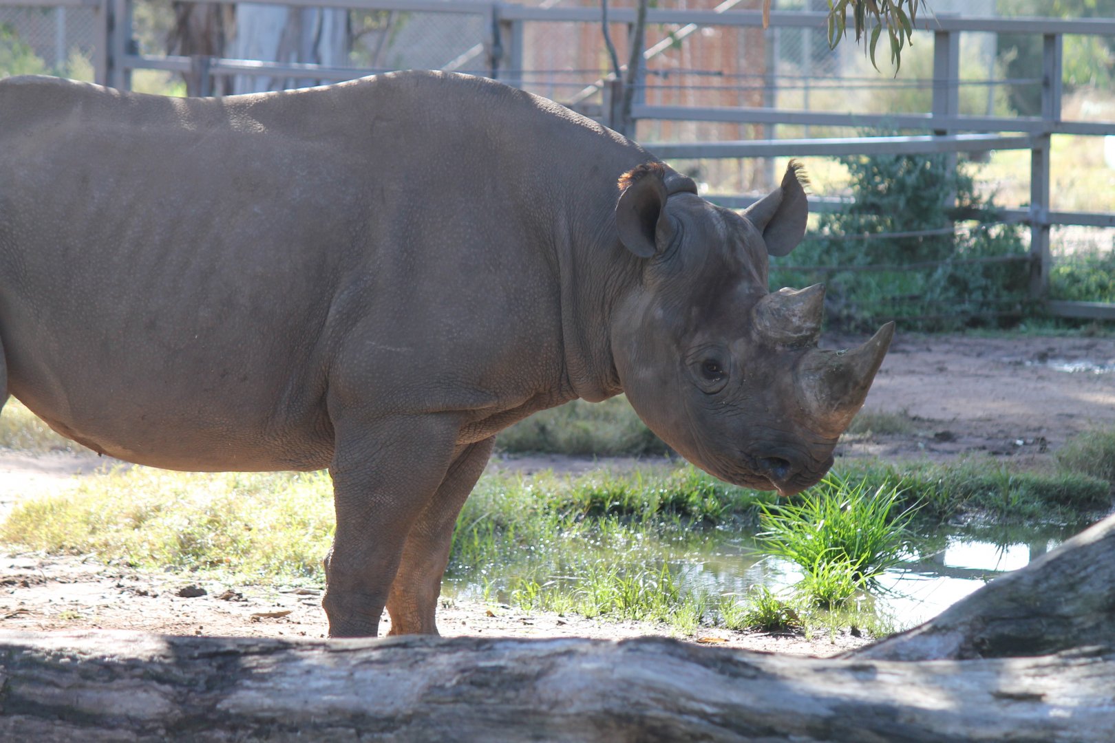 Black Rhino