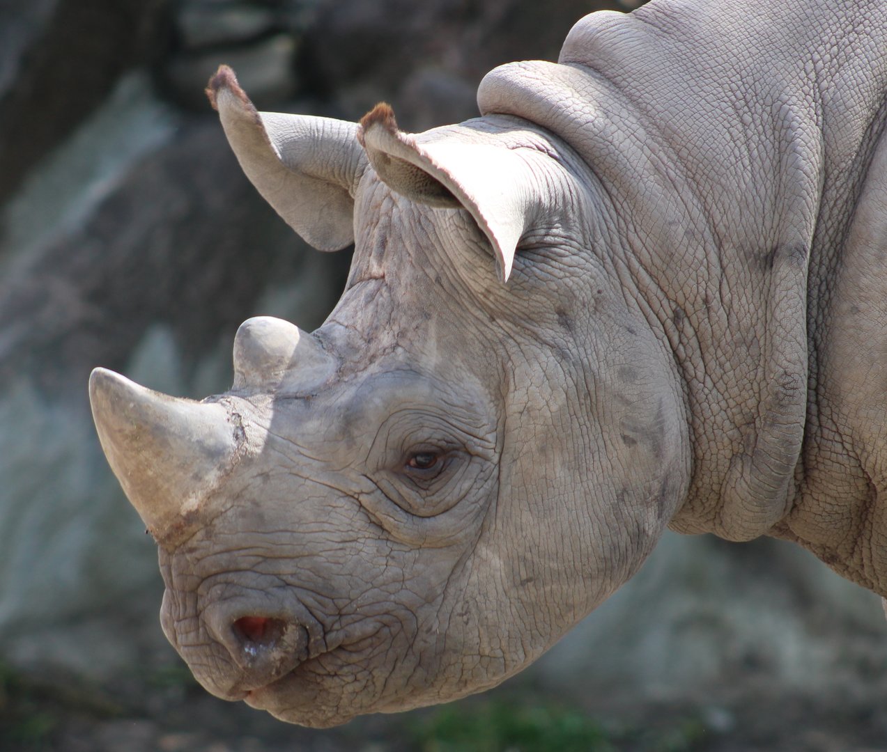 Black rhino