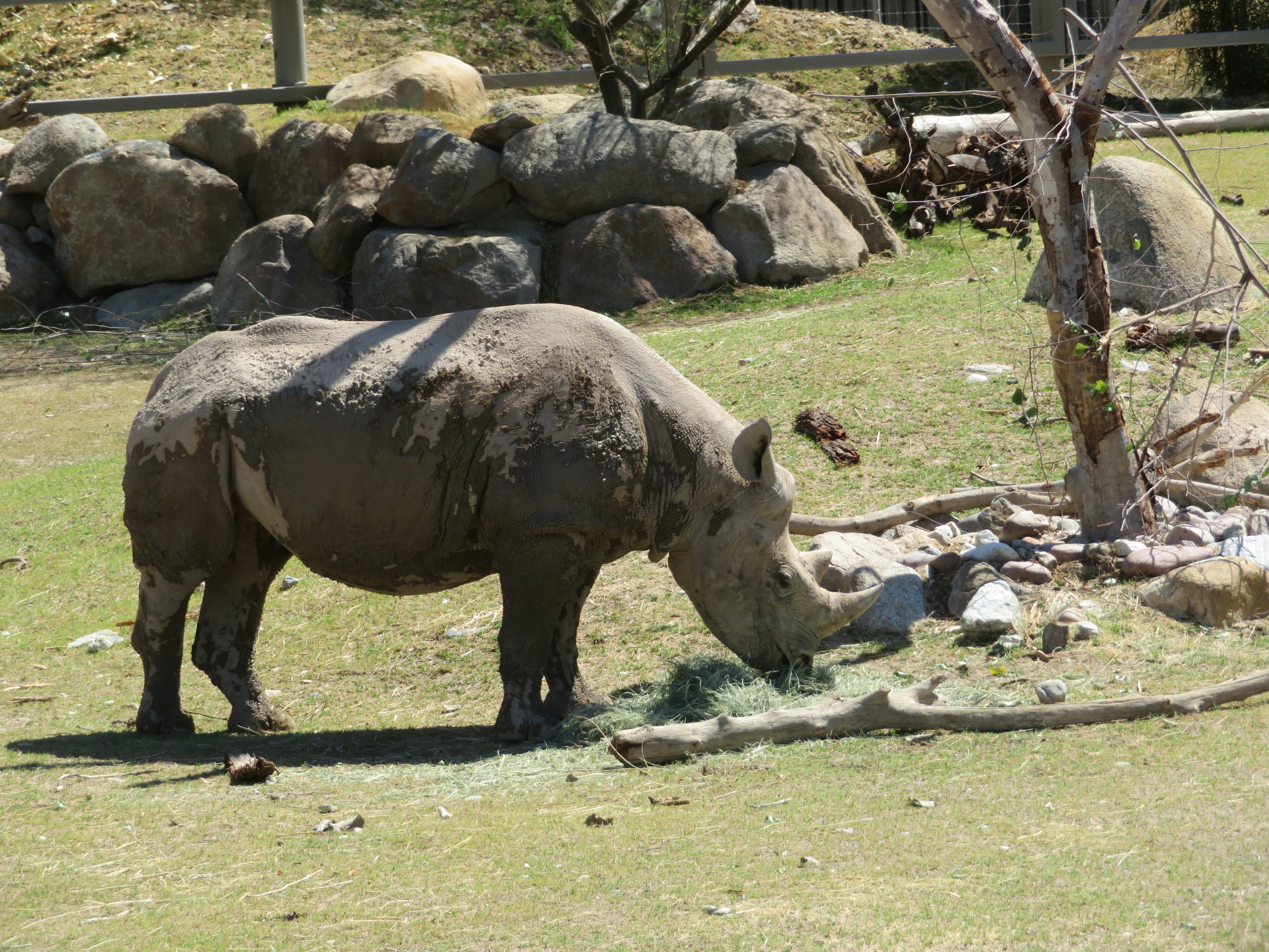 Black Rhino