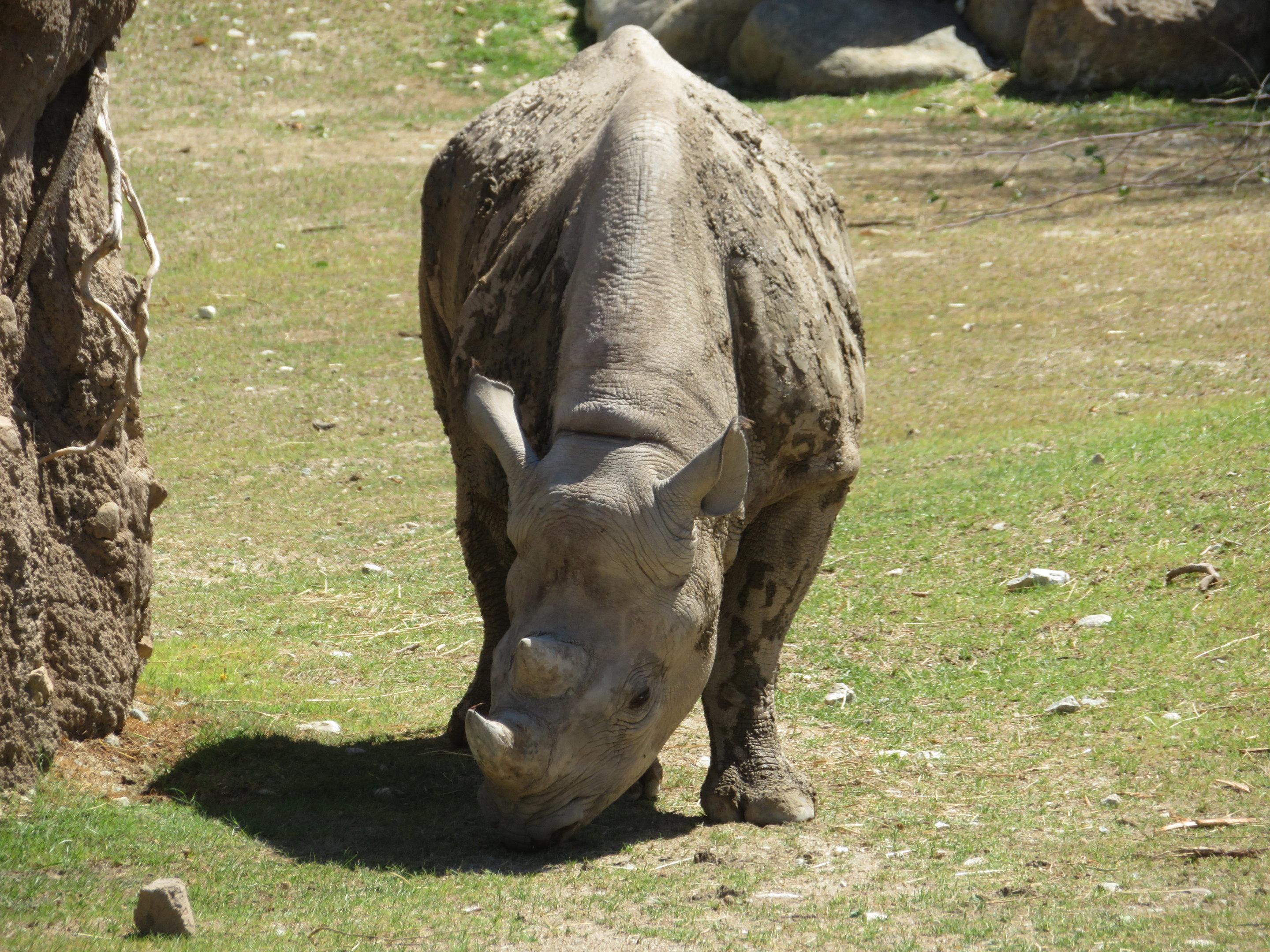 Black Rhino