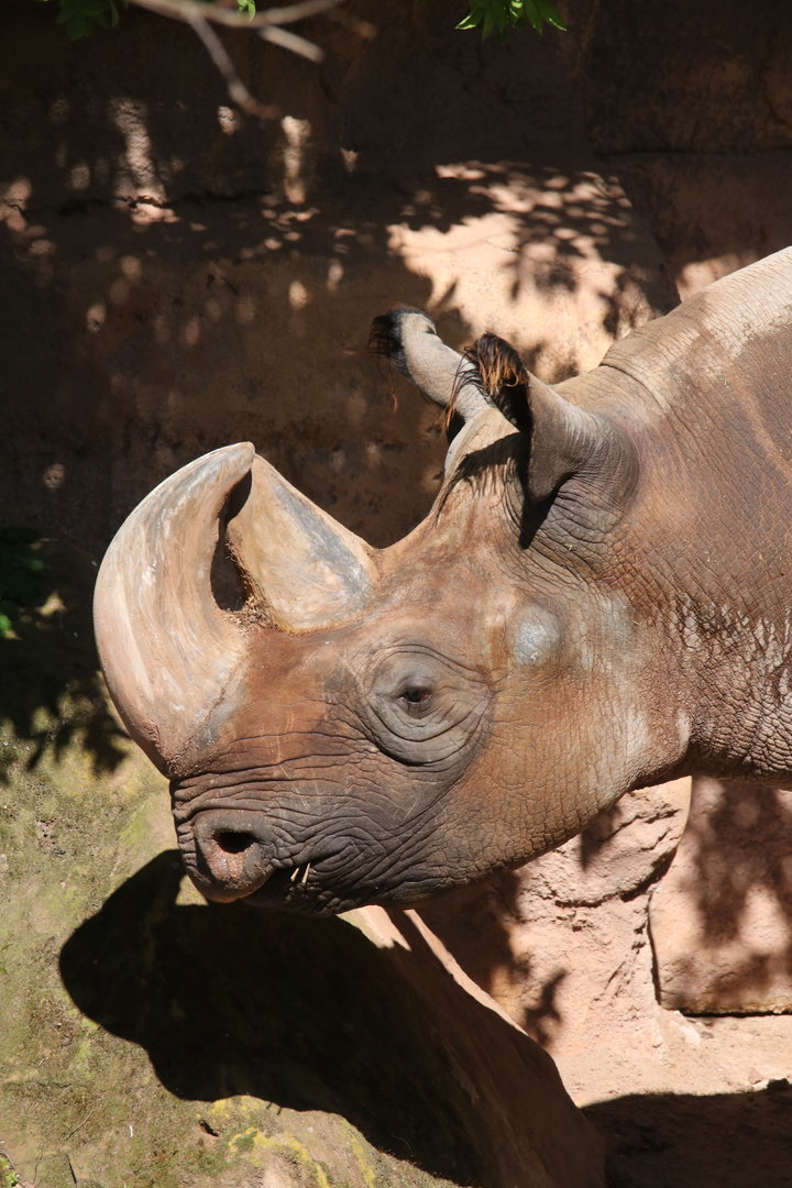 Black rhino