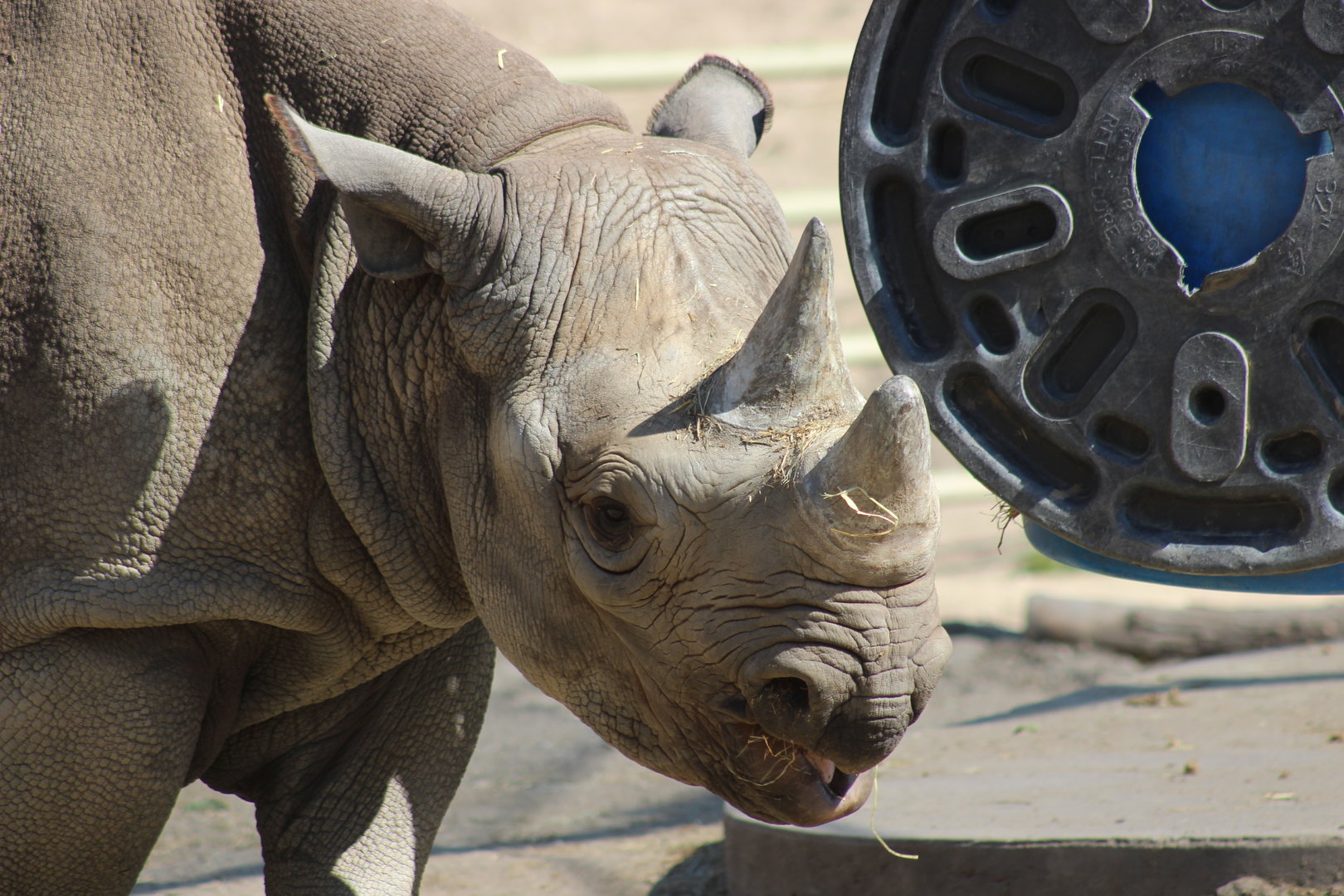 Black Rhino