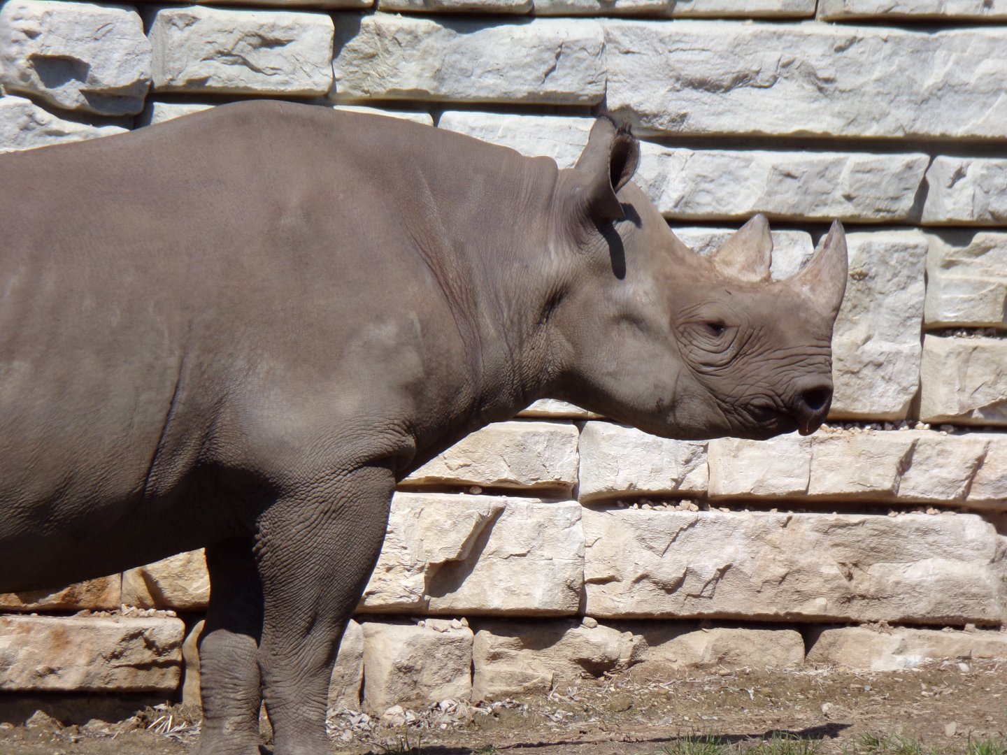 Black Rhino