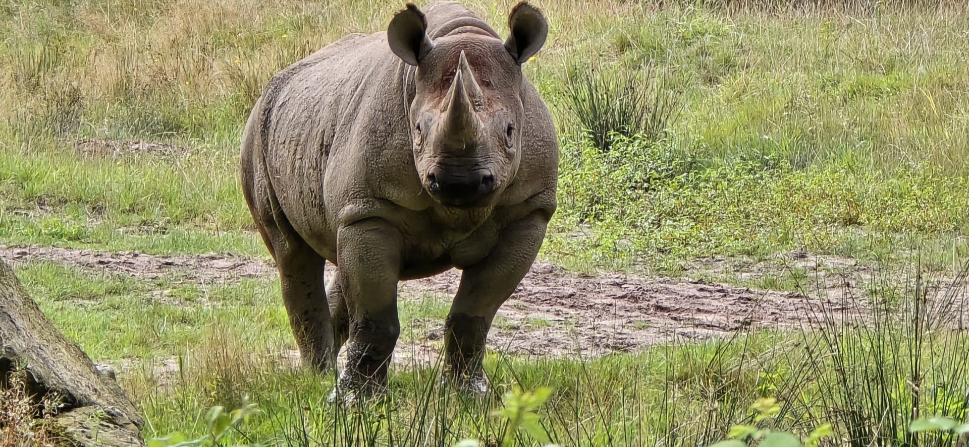 Black rhino