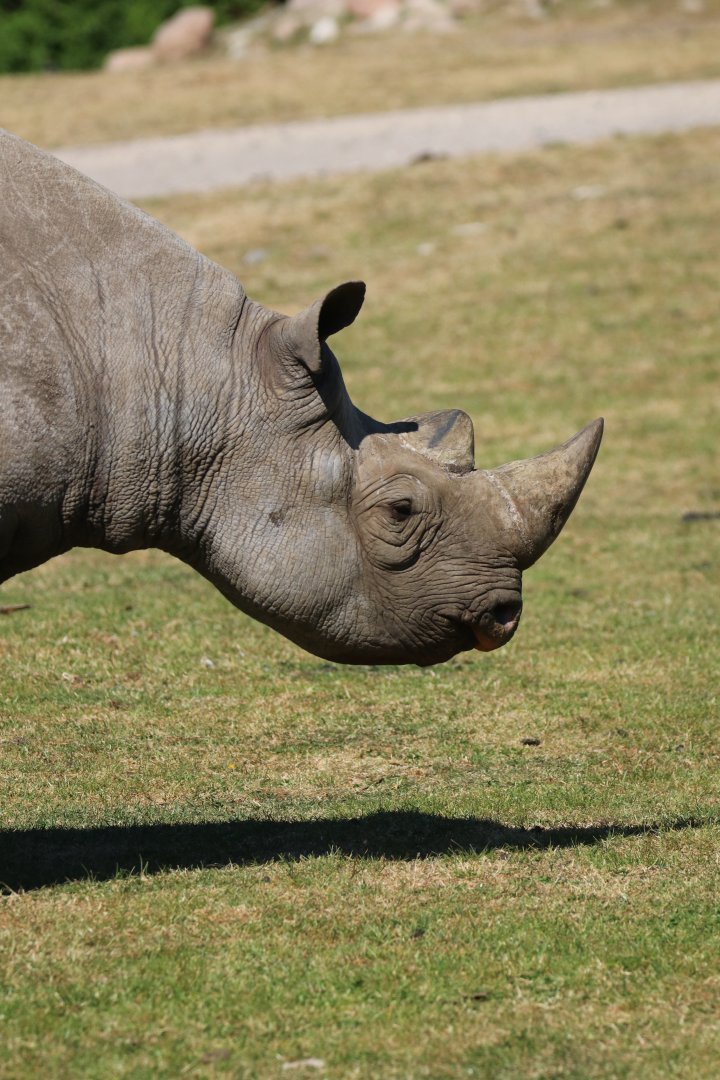 Black Rhino